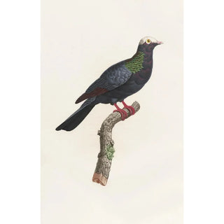 Coenraad Jacob Temminck - Les pigeons Pl24.webp