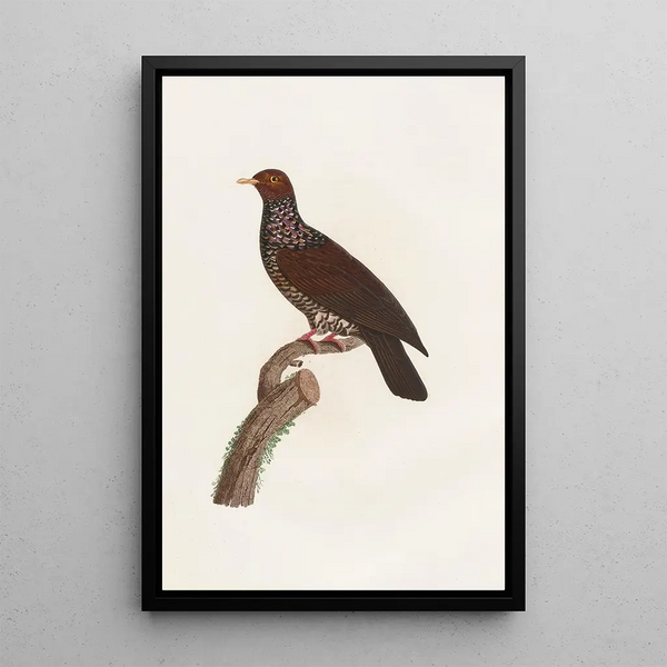 Reproductie van het schilderij De duiven Pl25 - Coenraad Jacob Temminck