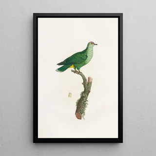 Coenraad Jacob Temminck - Les pigeons Pl46.webp