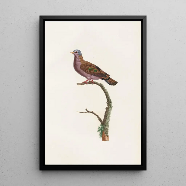 Reproductie van het schilderij De duiven Pl51 - Coenraad Jacob Temminck