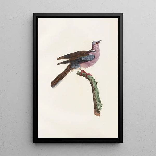 Reproductie van het schilderij De duiven Pl52 - Coenraad Jacob Temminck