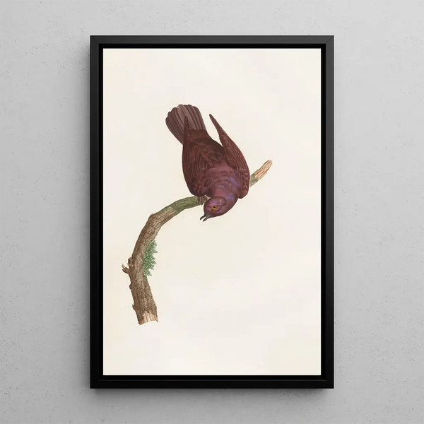 Reproductie van het schilderij De duiven Pl53 - Coenraad Jacob Temminck