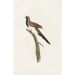 Coenraad Jacob Temminck - Les pigeons Pl66.webp