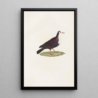 Coenraad Jacob Temminck - Les pigeons Pl67.webp