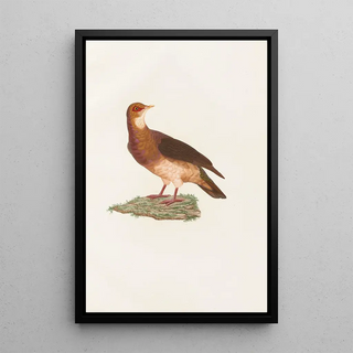 Coenraad Jacob Temminck - Les pigeons Pl77.webp