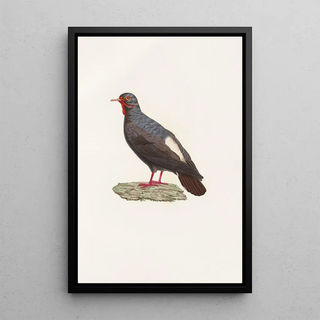Coenraad Jacob Temminck - Les pigeons Pl82.webp