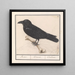 Kraai Corvus corax - Anselmus Botius de Boodt — ingelijst kunstwerk aan de muur