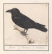Kraai Corvus corax - Anselmus Botius de Boodt — weergave van het kunstwerk