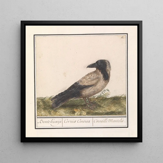 Corbeau coloré Corvus cornix - Anselmus Botius de Boodt
