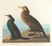 Cormoran green violet - John James Audubon — artwork view