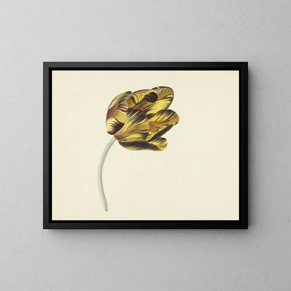 Tulip genoemd Bizard Phoenix - Cornelis van Noorde — ingelijst kunstwerk aan de muur