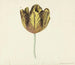 Tulip genoemd Bizard Sub A - Cornelis van Noorde — weergave van het kunstwerk
