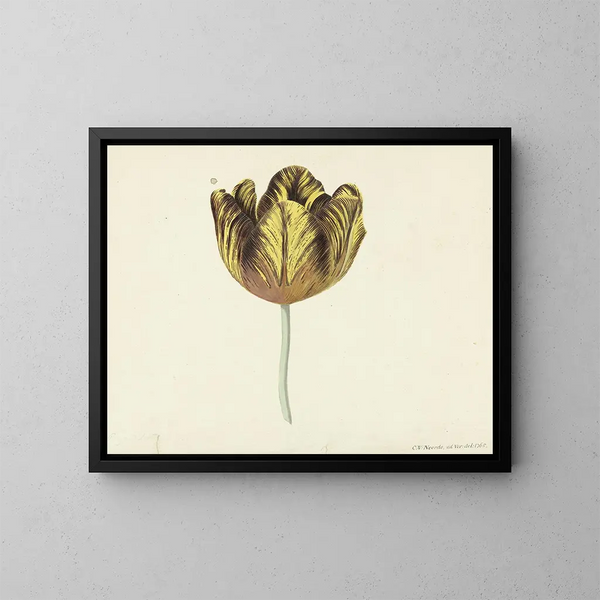 Tulip genoemd Bizard Sub A - Cornelis van Noorde — ingelijst kunstwerk aan de muur