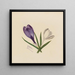 Crocus - Mary Vaux Walcott — framed artwork on a wall