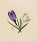 Crocus - Mary Vaux Walcott — artwork view