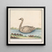 Cygne Cygnus - Anselmus Botius de Boodt — ingelijst kunstwerk aan de muur