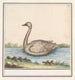 Cygne Cygnus - Anselmus Botius de Boodt — weergave van het kunstwerk