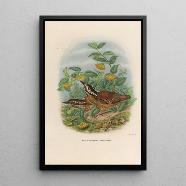 Daniel Giraud Elliot - A monograph of the Pittid or family of antthrushes Pl01.webp