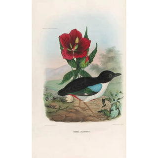 Daniel Giraud Elliot - A monograph of the Pittid or family of antthrushes Pl02.webp