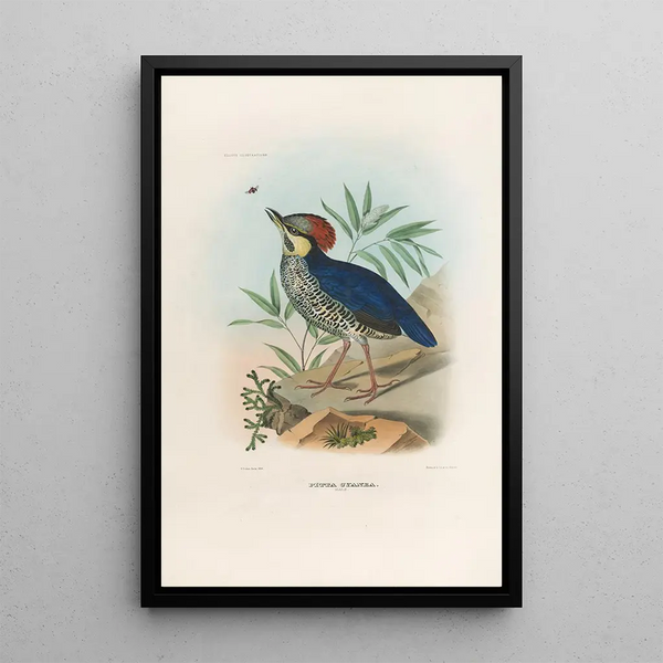 Daniel Giraud Elliot - A monograph of the Pittid or family of antthrushes Pl03.webp