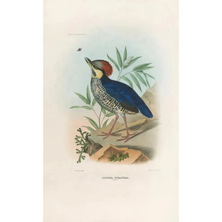 Daniel Giraud Elliot - A monograph of the Pittid or family of antthrushes Pl03.webp