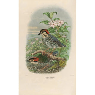 Daniel Giraud Elliot - A monograph of the Pittid or family of antthrushes Pl04.webp