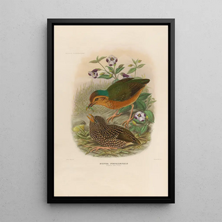 Daniel Giraud Elliot - A monograph of the Pittid or family of antthrushes Pl07.webp