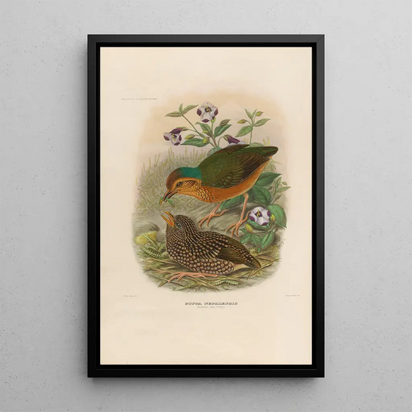 Daniel Giraud Elliot - A monograph of the Pittid or family of antthrushes Pl07.webp