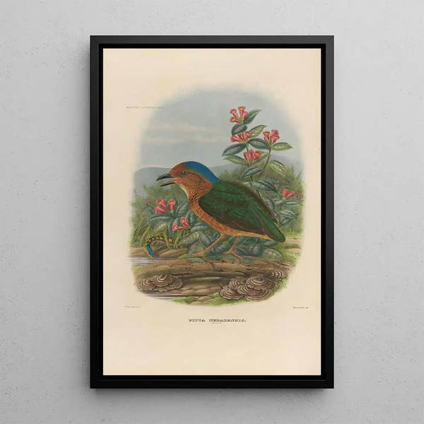 Daniel Giraud Elliot - A monograph of the Pittid or family of antthrushes Pl08.webp