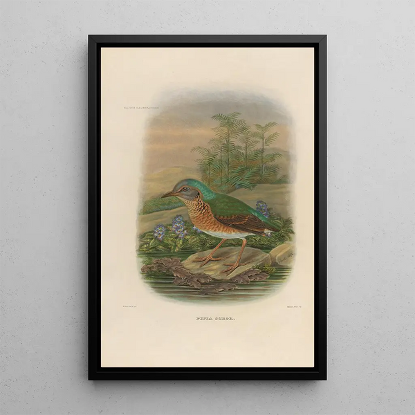 Daniel Giraud Elliot - A monograph of the Pittid or family of antthrushes Pl09.webp
