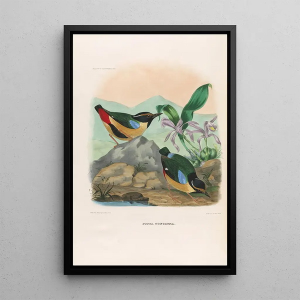 Daniel Giraud Elliot - A monograph of the Pittid or family of antthrushes Pl13.webp