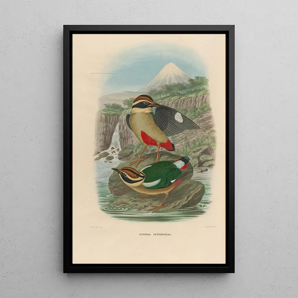 Daniel Giraud Elliot - A monograph of the Pittid or family of antthrushes Pl14.webp