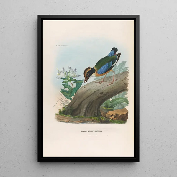 Daniel Giraud Elliot - A monograph of the Pittid or family of antthrushes Pl15.webp