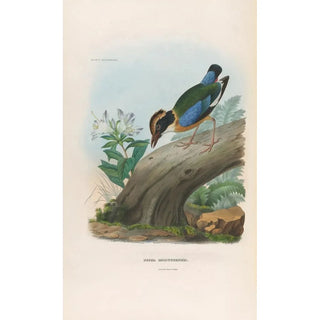 Daniel Giraud Elliot - A monograph of the Pittid or family of antthrushes Pl15.webp