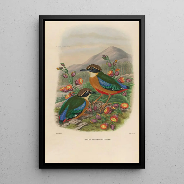 Daniel Giraud Elliot - A monograph of the Pittid or family of antthrushes Pl16.webp