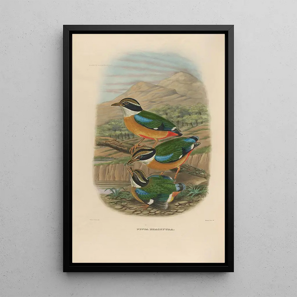 Daniel Giraud Elliot - A monograph of the Pittid or family of antthrushes Pl17.webp