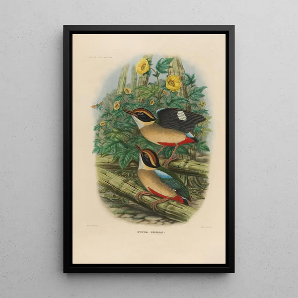 Daniel Giraud Elliot - A monograph of the Pittid or family of antthrushes Pl18.webp