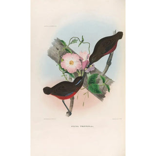 Daniel Giraud Elliot - A monograph of the Pittid or family of antthrushes Pl21.webp