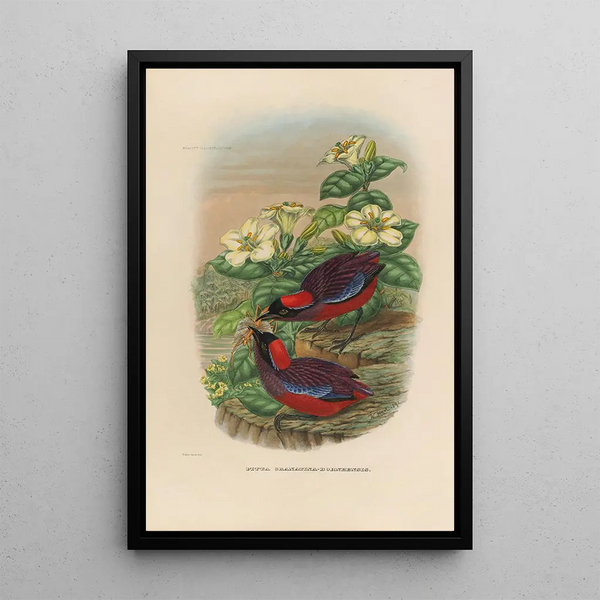 Daniel Giraud Elliot - A monograph of the Pittid or family of antthrushes Pl24.webp
