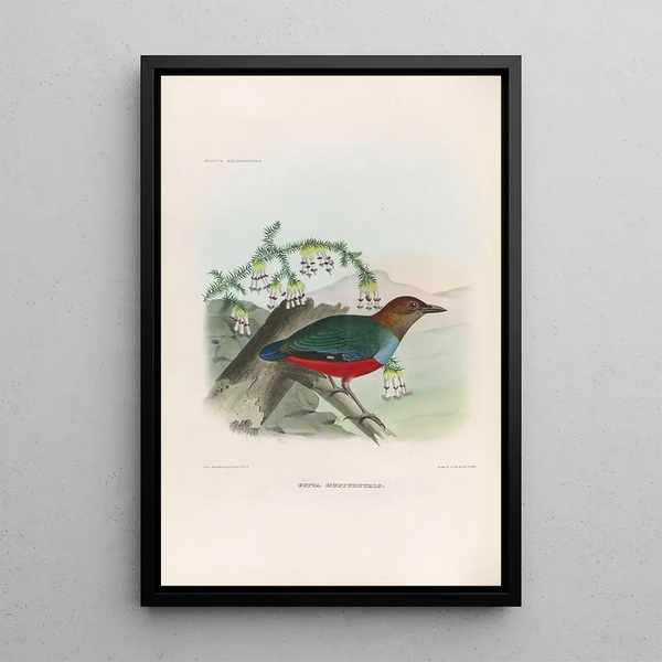 Daniel Giraud Elliot - A monograph of the Pittid or family of antthrushes Pl28.webp