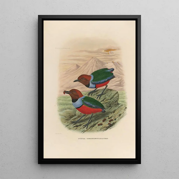 Daniel Giraud Elliot - A monograph of the Pittid or family of antthrushes Pl32.webp
