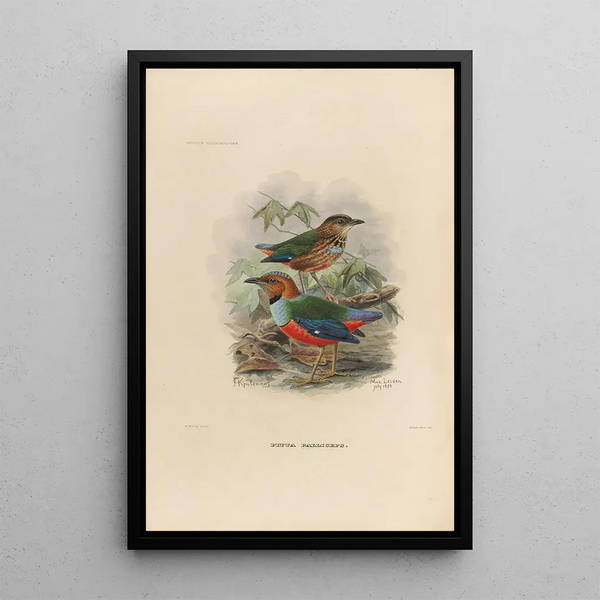 Daniel Giraud Elliot - A monograph of the Pittid or family of antthrushes Pl37.webp