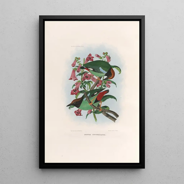 Daniel Giraud Elliot - A monograph of the Pittid or family of antthrushes Pl39.webp