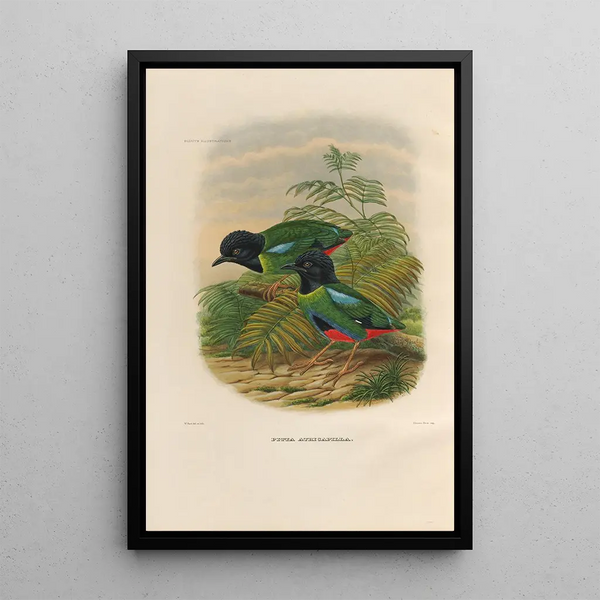 Daniel Giraud Elliot - A monograph of the Pittid or family of antthrushes Pl43.webp