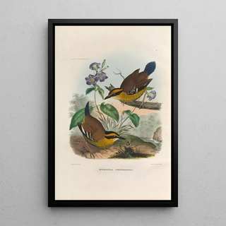 Daniel Giraud Elliot - A monograph of the Pittid or family of antthrushes Pl49.webp