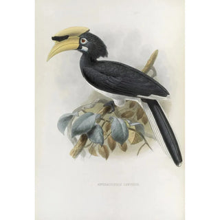 Daniel Giraud Elliot - Anthracoceros convexus.webp