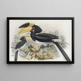 Daniel Giraud Elliot - Anthracoceros coronatus.webp