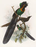 Astrapia nigra - Daniel Giraud Elliot — weergave van het kunstwerk