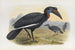 Bucorvus abyssinicus - Daniel Giraud Elliot — weergave van het kunstwerk