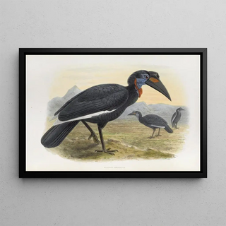 Daniel Giraud Elliot - Bucorvus abyssinicus.webp